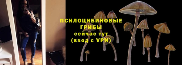 прущие грибы Армянск